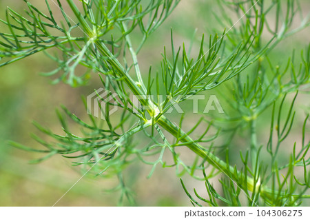 dill leaves in the sun dill leaves in the sun 104306275