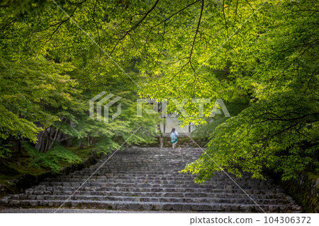 Early summer at Nison-in Temple, blue maple leaves in Baba 104306372