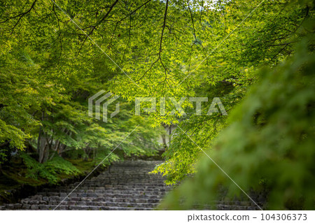 Early summer at Nison-in Temple, blue maple leaves in Baba 104306373