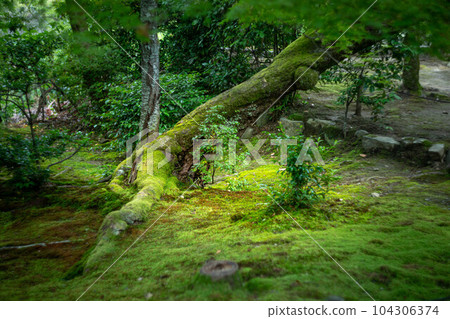 Early summer at Nison-in Temple, old trees and green maple trees on the moss-covered approach road Early summer at Nison-in Temple, old trees and green maple trees on the moss-covered approach road 104306374