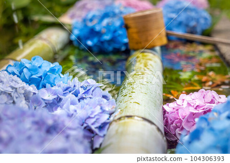 初夏的二尊院繡球花盛開 初夏的二尊院繡球花盛開 104306393