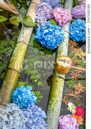 初夏的二尊院繡球花盛開 初夏的二尊院繡球花盛開 104306396