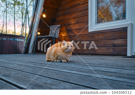 Red cat sits on wooden terrace of log cabin 104306512