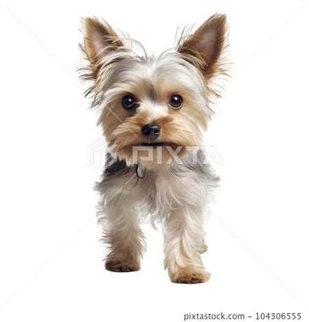 Yorkshire terrier  104306555
