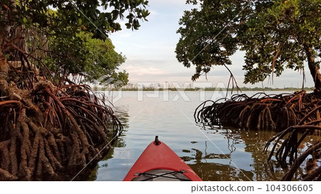 Red kayak amidst mangrove trees with City of Miami in background. Red kayak amidst mangrove trees with City of Miami in background. 104306605