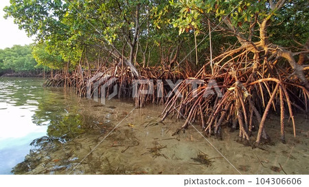 Mangrove shore of Key Biscayne, Florida on calm September morning. Mangrove shore of Key Biscayne, Florida on calm September morning. 104306606