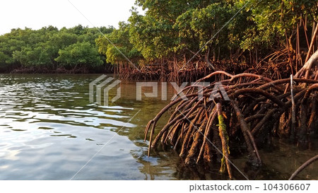 Mangrove shore of Key Biscayne, Florida on calm September morning. Mangrove shore of Key Biscayne, Florida on calm September morning. 104306607