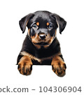 Rottweiler 104306904