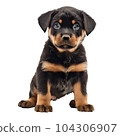 Rottweiler 104306907