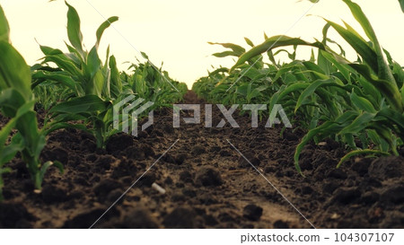 corn field leaf sprout green, agriculture, fresh corn sprout agriculture field, row field sunset, Vibrant agricultural close leaves cornfield seedlings light closeup corn sunset eco green agriculture 104307107