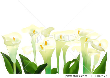 馬蹄蓮花卡 1 104307474