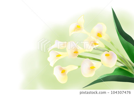calla flower card 3 104307476