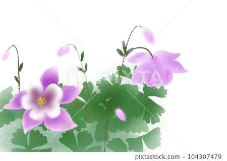耬斗菜花卡 2 耬斗菜花卡 2 104307479