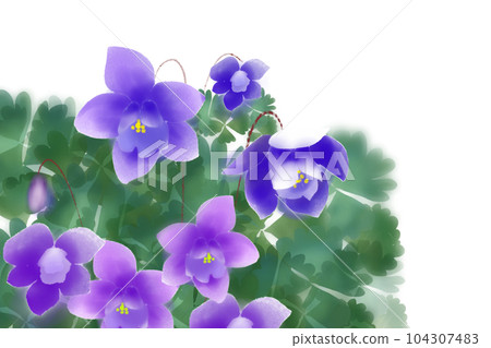 耬斗菜花卡 3 耬斗菜花卡 3 104307483