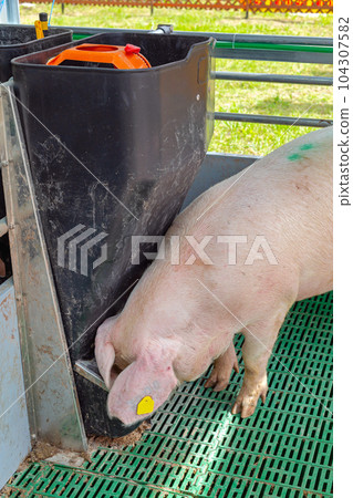 Automated Pig Feeder Automated Pig Feeder 104307582