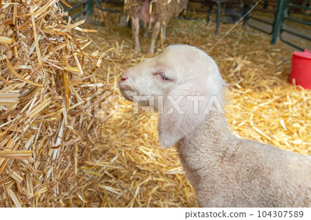 Newborn Lamb Farm Newborn Lamb Farm 104307589