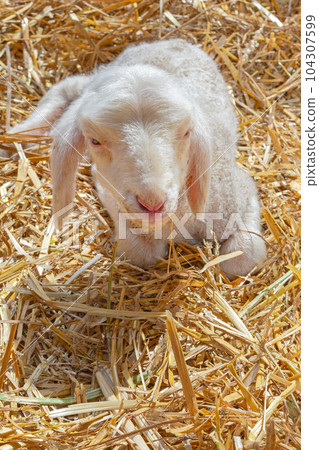 Young Lamb Laying Down 104307599