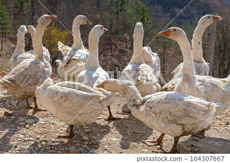 Flock of Geese Birds Flock of Geese Birds 104307667