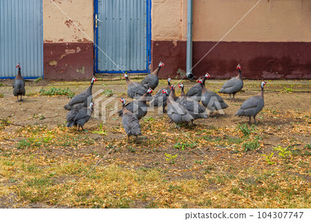 Domestic Guineafowl Birds Farm 104307747