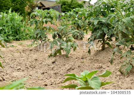 Plantation with growing tomato bushes. Plantation with growing tomato bushes. 104308535