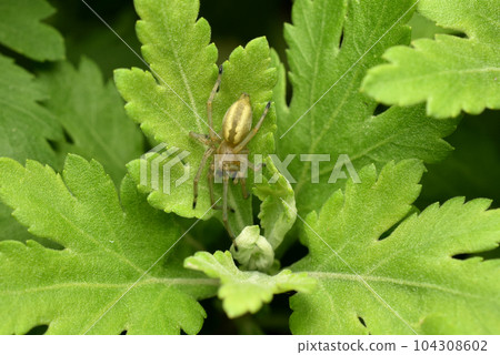 A jumping spider sits on a green leaf. A jumping spider sits on a green leaf. 104308602