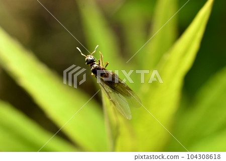 A female ant with wings sits on the grass. A female ant with wings sits on the grass. 104308618