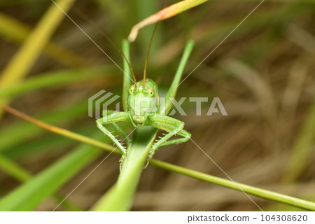 Green grasshopper on a plant leaf in full face. 104308620