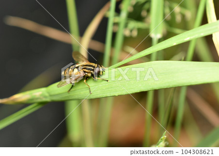 Male honey bee, drone, on a leaf. 104308621