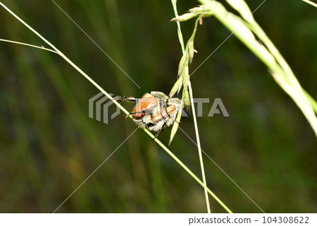 Bread beetles, bushes, on the stem of a plant. 104308622