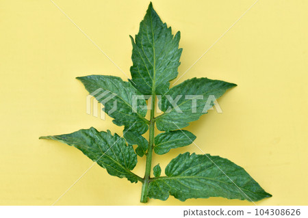 Green leaf of tomato bush on yellow. 104308626