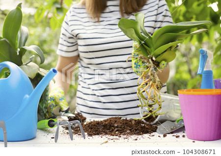 Woman in gloves is transplanting orchids plant into the new pot 104308671