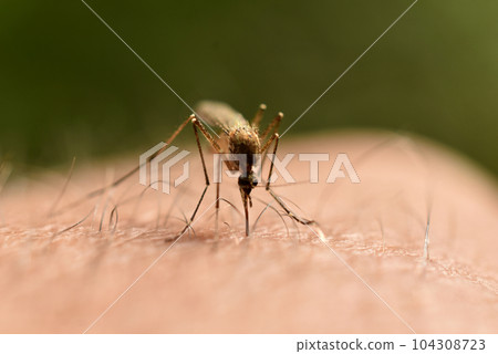 A mosquito drinks blood from a man's hand. 104308723