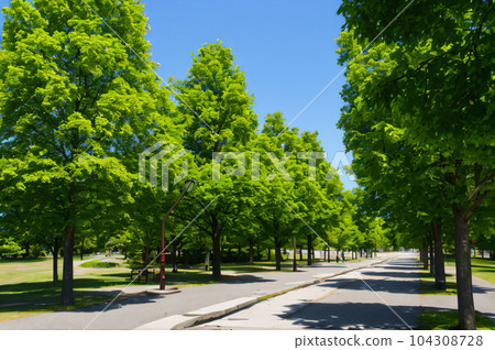 forest of images forest of images 104308728