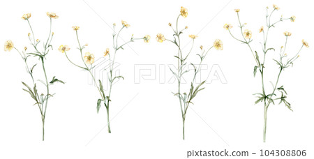 Set of the yellow flower meadow buttercup known as Ranunculus acris, sitfast, spearworts or water crowfoots. Watercolor hand drawn painting illustration isolated on white background. 104308806