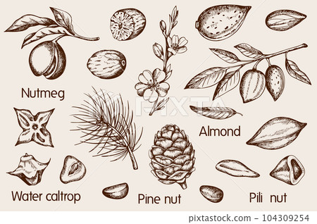 Set of vintage hand drawn nuts 104309254