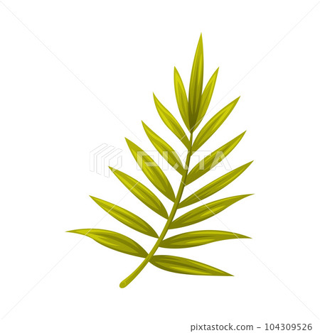 Green Plam Tree Leaf with Leaf on Stem Vector Illustration Green Plam Tree Leaf with Leaf on Stem Vector Illustration 104309526