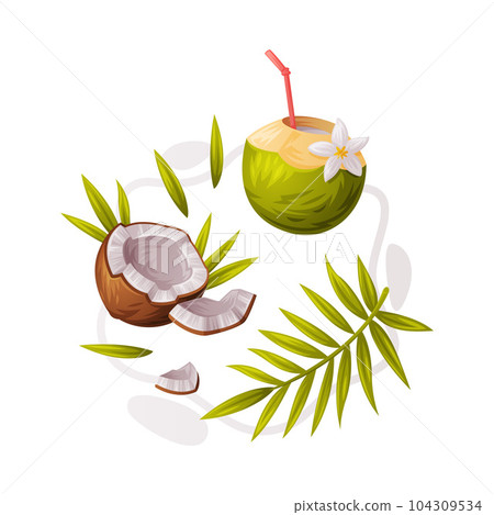 Coconut Product as Tropical Fruit and Organic Food Ingredient Vector Composition Coconut Product as Tropical Fruit and Organic Food Ingredient Vector Composition 104309534