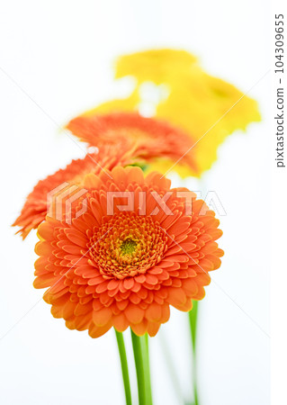 明亮的橙色和黃色非洲菊花 104309655