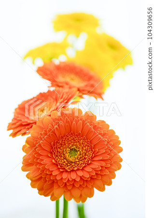Bright orange and yellow gerbera flowers Bright orange and yellow gerbera flowers 104309656