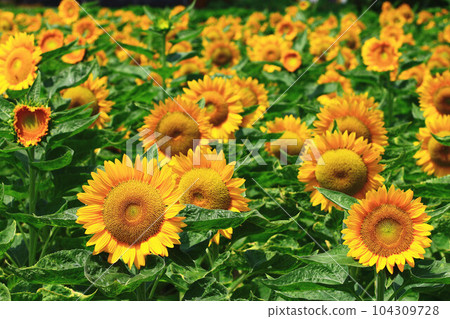 解放葵花海 解放葵花海 104309728