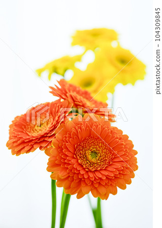 明亮的橙色和黃色非洲菊花 104309845