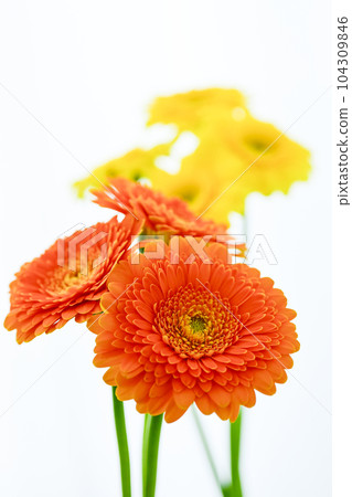 明亮的橙色和黃色非洲菊花 104309846