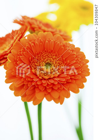 明亮的橙色和黃色非洲菊花 明亮的橙色和黃色非洲菊花 104309847