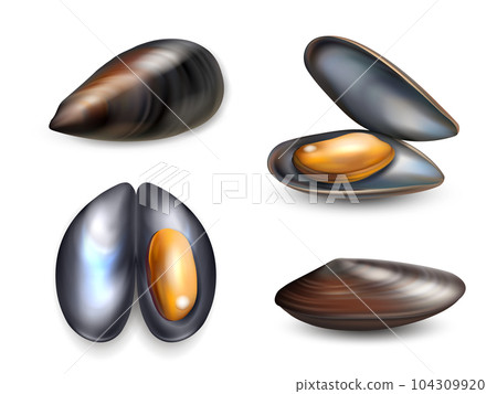 Mussels. Sea food delicious realistic collection of mussels decent vector pictures Mussels. Sea food delicious realistic collection of mussels decent vector pictures 104309920