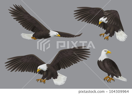 Eagle. Wild freedom aggresive bird decent vector prey eagles realistic pictures 104309964