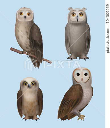 Owl. Realistic wild flying birds wisdom owls different breeds decent vector nature symbols Owl. Realistic wild flying birds wisdom owls different breeds decent vector nature symbols 104309969
