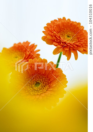 bright orange gerbera flower bright orange gerbera flower 104310016