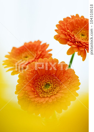 明亮的橙色非洲菊花 明亮的橙色非洲菊花 104310018