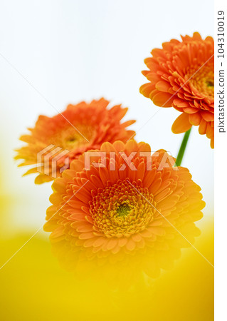 明亮的橙色非洲菊花 明亮的橙色非洲菊花 104310019