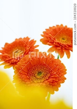 明亮的橙色非洲菊花 明亮的橙色非洲菊花 104310020